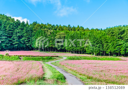 信州 赤そばの里　ピンクの絨毯 138512089
