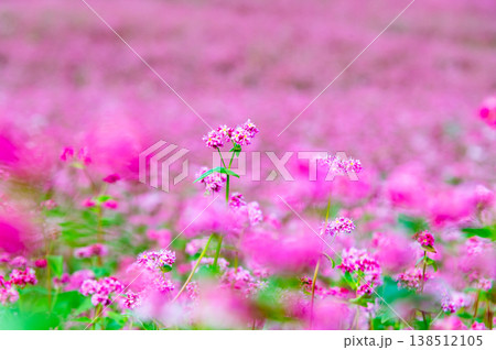 信州 赤そばの里　ピンクの絨毯 138512105