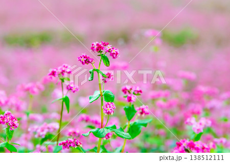 信州 赤そばの里　ピンクの絨毯 138512111