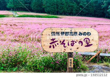 信州 赤そばの里 ピンクの絨毯 信州 赤そばの里 ピンクの絨毯 138512112