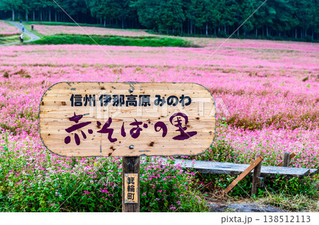 信州 赤そばの里　ピンクの絨毯 138512113