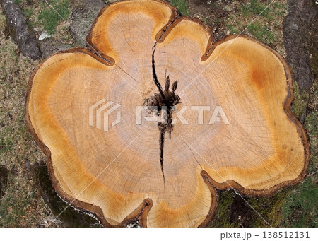 老化した桜の木の切り株 138512131