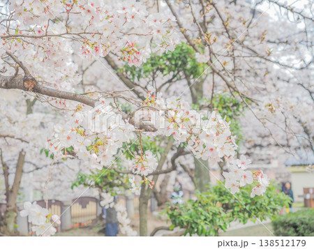 満開の桜の下で花見をする人々 満開の桜の下で花見をする人々 138512179