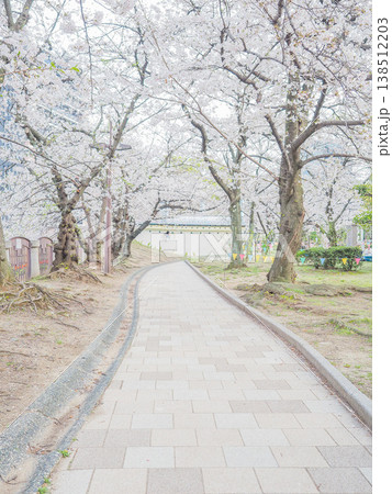 満開の天神中央公園の桜並木を歩く 満開の天神中央公園の桜並木を歩く 138512203