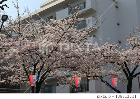 東京都文京区小石川の播磨坂さくら並木 138512311