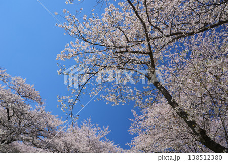 青空に映える満開の桜 青空に映える満開の桜 138512380
