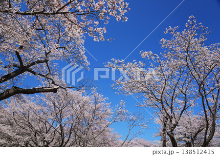 青空に映える満開の桜 青空に映える満開の桜 138512415