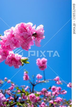 青空に映える八重桜 高コントラスト 青空に映える八重桜 高コントラスト 138512449