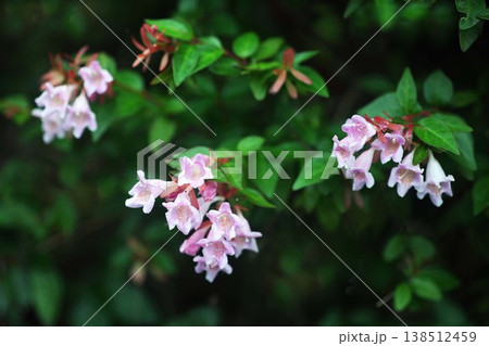 アベリア　ピンク色の花 138512459