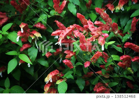 咲き競うコエビソウの花 咲き競うコエビソウの花 138512468