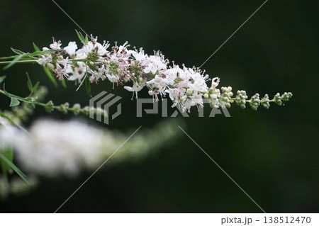西洋ニンジンボクの花 西洋ニンジンボクの花 138512470
