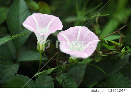 草むらで咲く昼顔の花 草むらで咲く昼顔の花 138512474