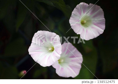 草むらで咲く昼顔の花 草むらで咲く昼顔の花 138512475