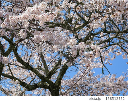 桜の並木風景満開01 138512532