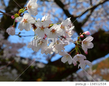 桜の並木風景満開03 138512534