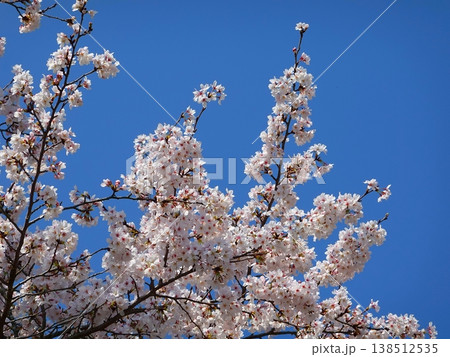 桜の並木風景満開04 桜の並木風景満開04 138512535