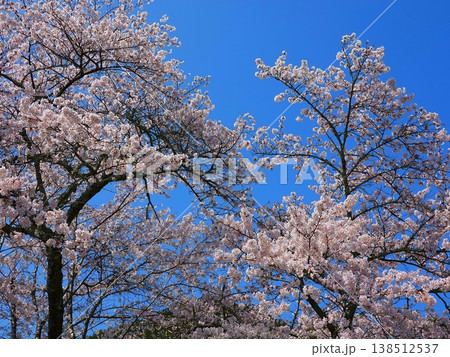 桜の並木風景満開06 138512537