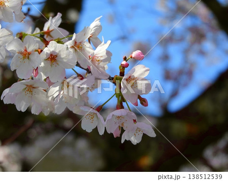 桜の並木風景満開08 138512539