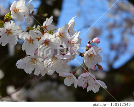 桜の並木風景満開09 138512540