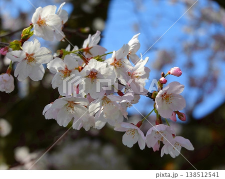 桜の並木風景満開10 桜の並木風景満開10 138512541
