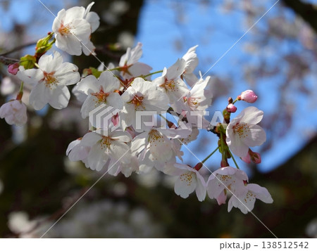 桜の並木風景満開11 桜の並木風景満開11 138512542