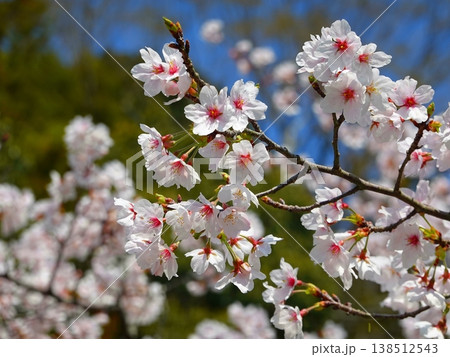 桜の並木風景満開12 138512543