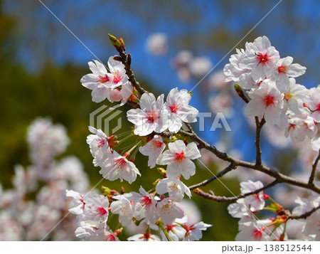 桜の並木風景満開13 138512544
