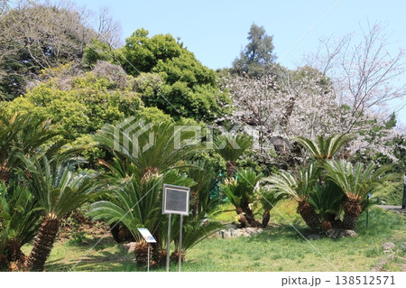 東京都文京区小石川の小石川植物園の風景 138512571