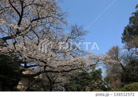 東京都文京区小石川の小石川植物園の風景 138512572