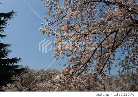 東京都文京区小石川の小石川植物園の桜 東京都文京区小石川の小石川植物園の桜 138512576