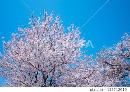 青空に映える満開の桜の木々 青空に映える満開の桜の木々 138512616