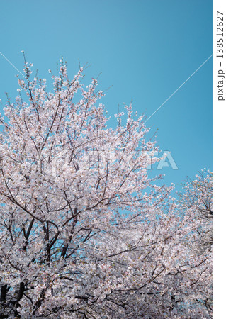 青空に映える満開の桜の木々 縦位置 フィルム調 青空に映える満開の桜の木々 縦位置 フィルム調 138512627
