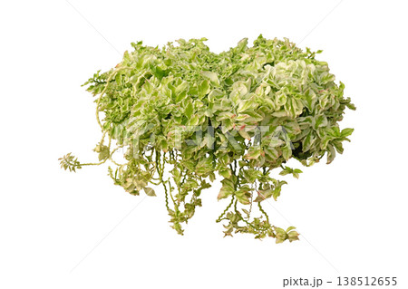 Variegated Devils Backbone (Euphorbia tithymaloides) plant 138512655