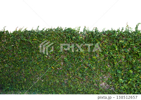 Creeping Fig (Ficus pumila) plant Creeping Fig (Ficus pumila) plant 138512657