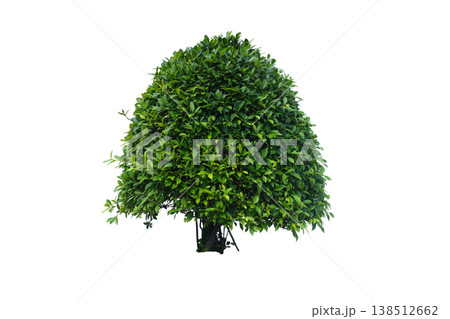 Korean banyan or Ficus Annulata tree Korean banyan or Ficus Annulata tree 138512662