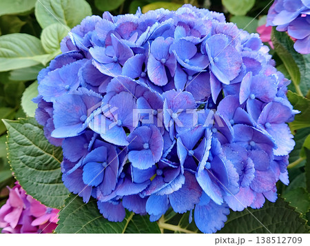 青色のアジサイの手毬咲きの花房をクローズアップで撮影した写真 青色のアジサイの手毬咲きの花房をクローズアップで撮影した写真 138512709