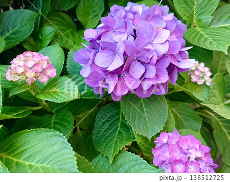 梅雨に咲くピンク色と紫色の紫陽花 梅雨に咲くピンク色と紫色の紫陽花 138512725