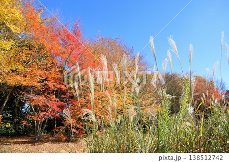 爽やか　ススキ花穂　秋の七草 138512742