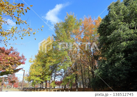 秋の公園　色づくクヌギの林 138512745