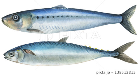 Iwashi (Sardinops melanostictus) and Sardine (Sardina pilchardus). European sardine and Far Eastern sardine. Watercolor illustration on white background. Hand drawn marine seafood 138512813