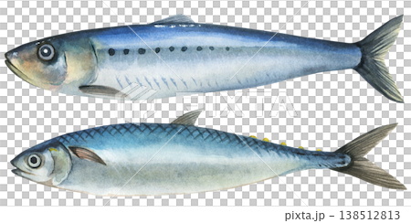 Iwashi (Sardinops melanostictus) and Sardine (Sardina pilchardus). European sardine and Far Eastern sardine. Watercolor illustration on white background. Hand drawn marine seafood 138512813
