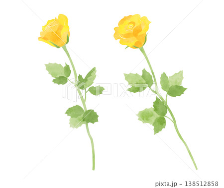 黄色いバラのイラスト　水彩風 138512858