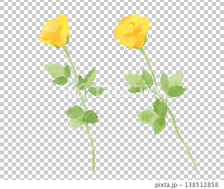 黄色いバラのイラスト　水彩風 138512858