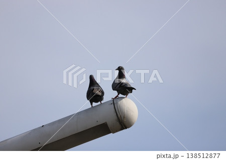 街灯の上の二羽の鳩5 街灯の上の二羽の鳩5 138512877