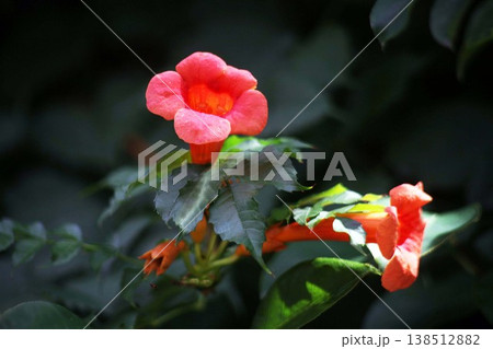 アメリカノーゼンカズラの花 138512882
