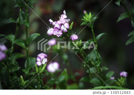 ハマナデシコの花 138512883