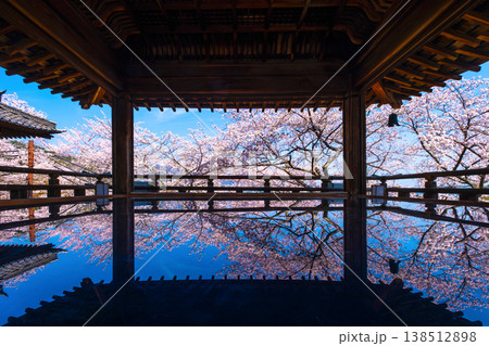 三井寺の観月舞台 床に映る桜 三井寺の観月舞台 床に映る桜 138512898