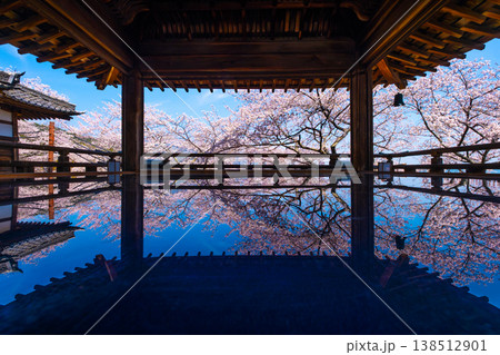三井寺の観月舞台 床に映る桜 三井寺の観月舞台 床に映る桜 138512901