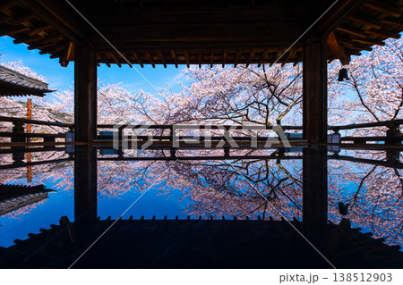 三井寺の観月舞台　床に映る桜 138512903