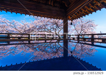 三井寺の観月舞台 床に映る桜 三井寺の観月舞台 床に映る桜 138512929